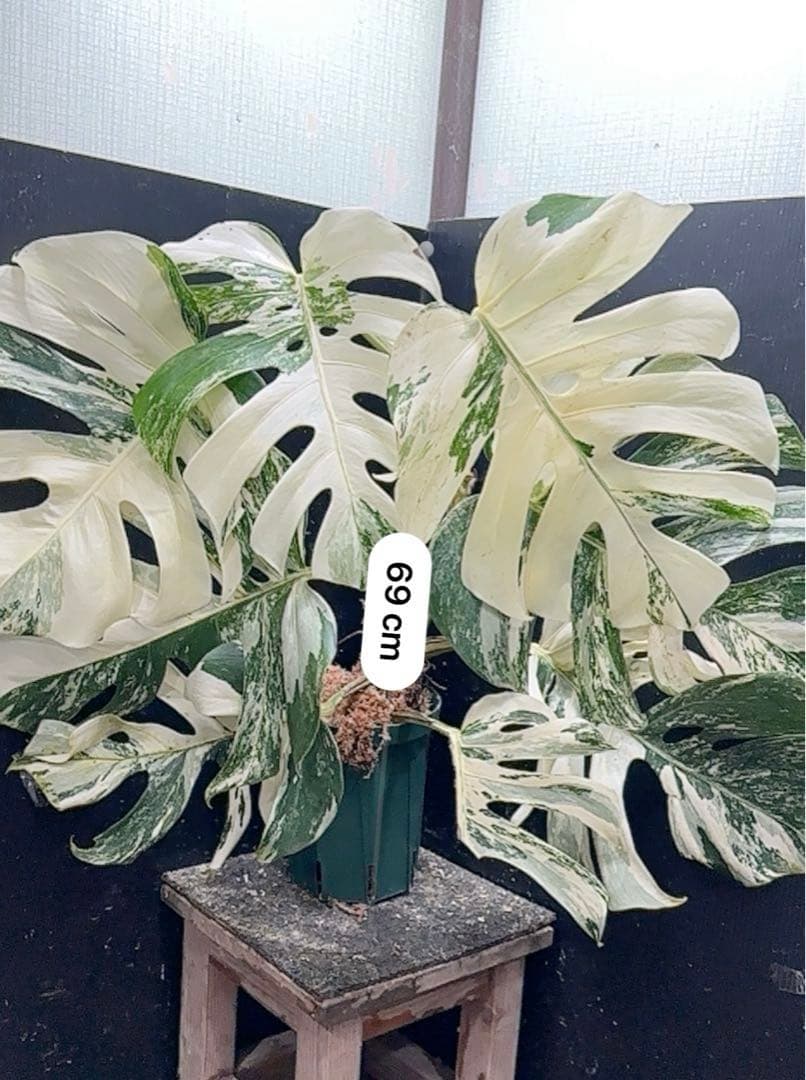 ゆ*う様 斑入りモンステラ ホワイトタイガー極美大株69cm白斑多