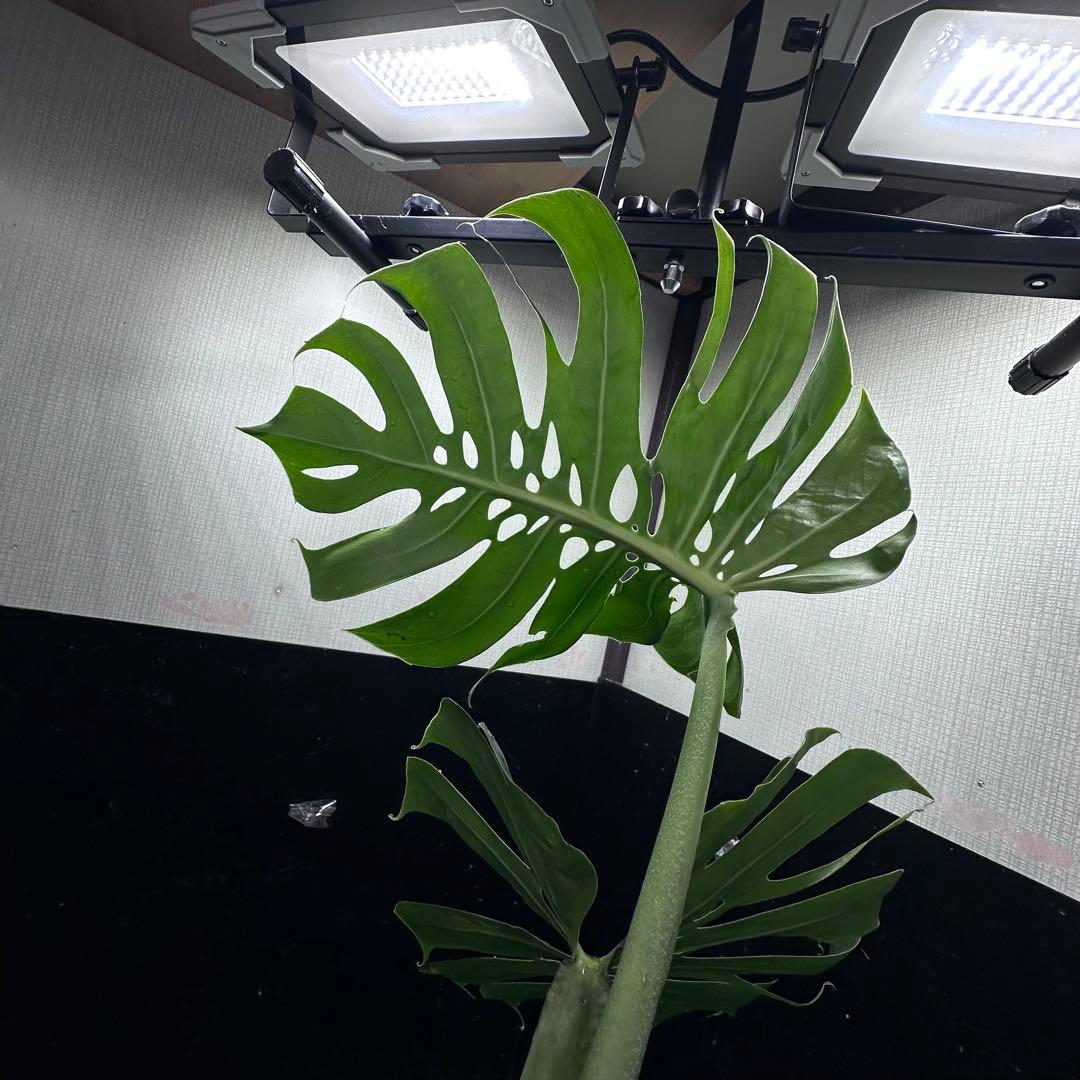 a*r様 モンステラデリシオーサマクロコズム超希少系統鉢植え69㎝