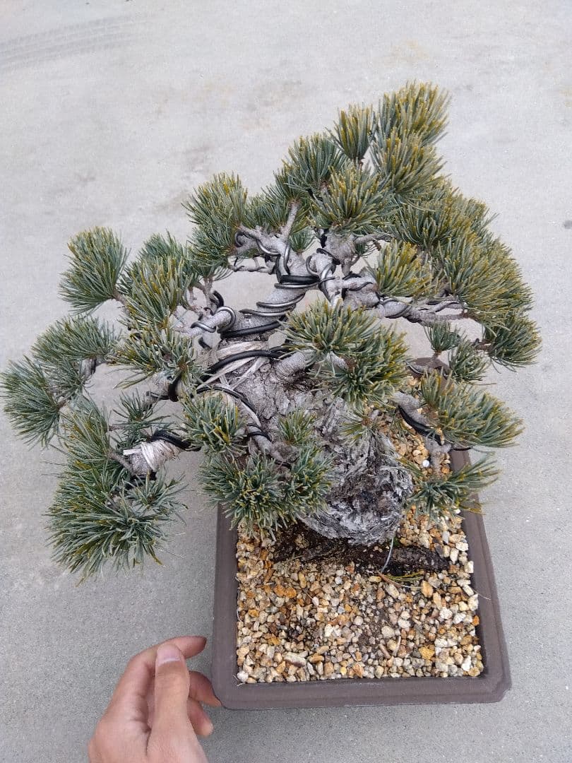 五葉松　盆栽　極太❗良樹形❗8号陶器鉢つき　ゆ